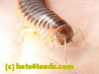 /home//u458753944/public_html/sourcegallery//Insects and small critters/millipedes and centipedes/P1060941.JPG